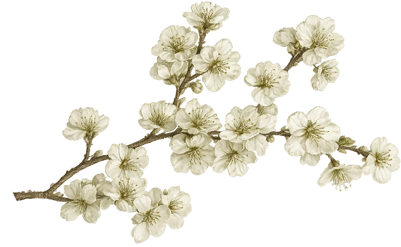 cherry blossom green